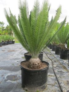 Dioon merolae 4'OA 10''Caliper.JPG
